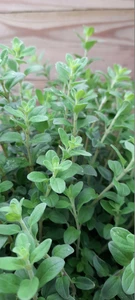 (06) ORIGANUM MAJORANA P19 - afbeelding 2
