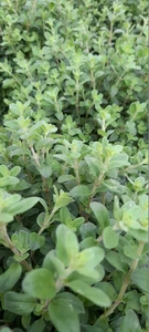 (06) ORIGANUM MAJORANA P19 - afbeelding 3