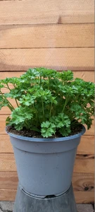 (06) PETROSELINUM CRISPUM P14 - afbeelding 3