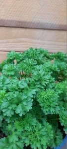 (06) PETROSELINUM CRISPUM P14 - afbeelding 4