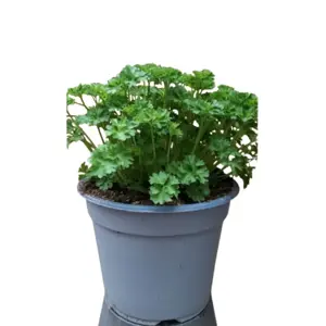 (06) PETROSELINUM CRISPUM P14