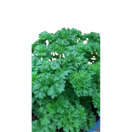 (06) PETROSELINUM CRISPUM P14 - afbeelding 2