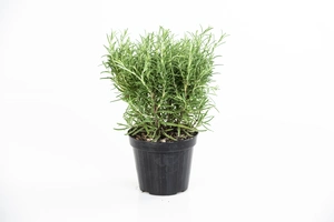 Rozemarijn - afbeelding 2