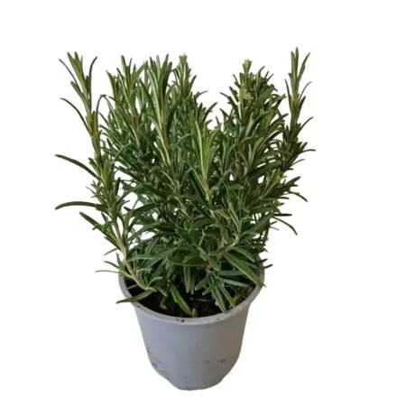 Rozemarijn - afbeelding 1