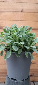 (06) SALVIA ICTERINA P14 - afbeelding 2