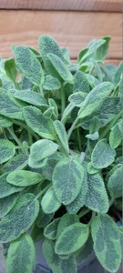 (06) SALVIA ICTERINA P14 - afbeelding 3