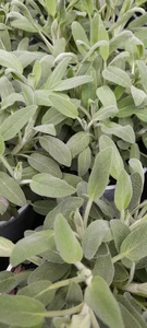 (06) SALVIA ICTERINA P14 - afbeelding 4