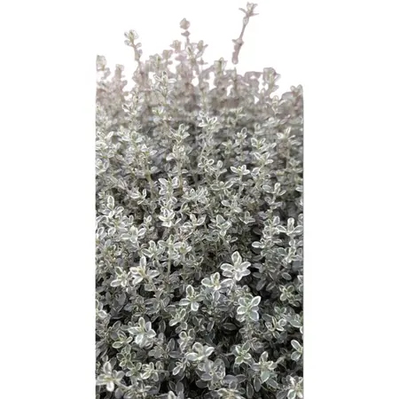 (06) THYMUS VULGARIS P25 - afbeelding 2