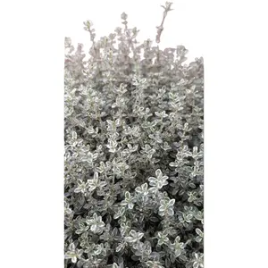 (06) THYMUS VULGARIS P25 - afbeelding 2