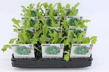 (07) BIO ANDIJVIE KRUL