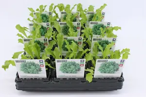 (07) BIO ANDIJVIE KRUL