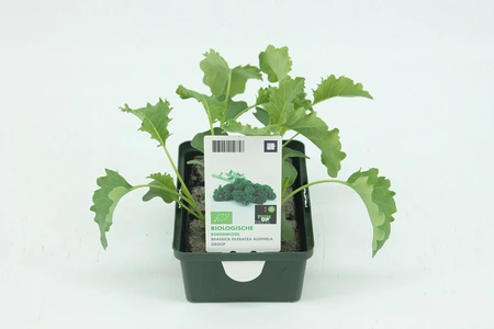 Kool, Boerenkool (Bio)