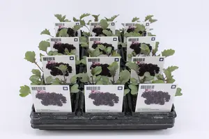 Kool, Boerenkool Rood (Bio)