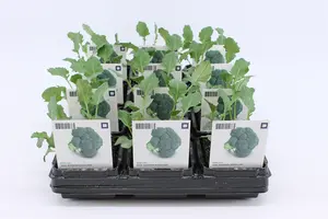 (07) BIO KOOL, BROCCOLI