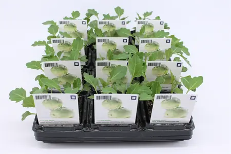 Kool, Koolrabi Groot (Bio)