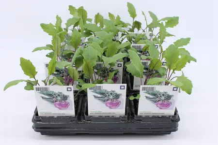 Kool, Koolrabi Rood (Bio)