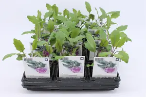 Kool, Koolrabi Rood (Bio)