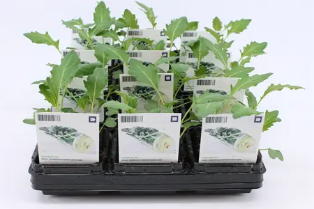 Kool, Koolrabi Wit (Bio)