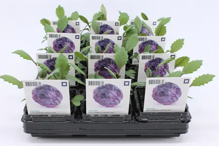 (07) BIO KOOL, RODE KOOL