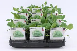 (07) BIO KOOL, SPITSKOOL