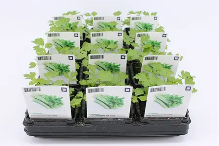 Selderij, Bleek (Bio)