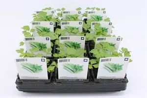 Selderij, Bleek (Bio)