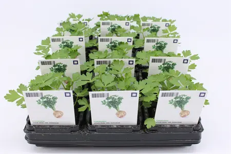 Selderij, Knol (Bio)