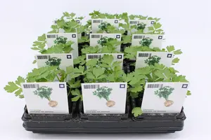 Selderij, Knol (Bio)