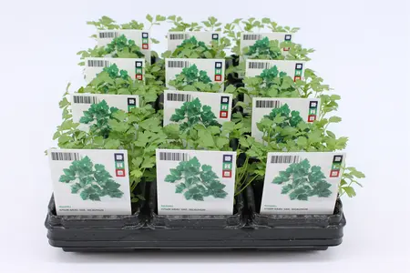 Selderij, Snij (Bio)