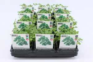 Selderij, Snij (Bio)