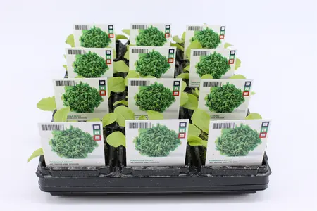 Sla, Eikenblad Groen (Bio)