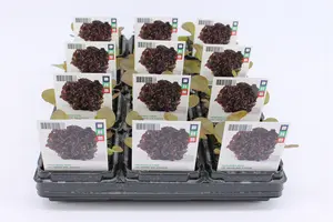 (07) BIO SLA, EIKEBLADSLA ROOD