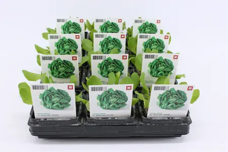 (07) BIO SLA, GLASSLA GROEN