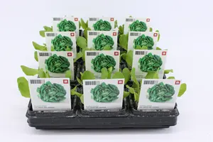 (07) BIO SLA, GLASSLA GROEN