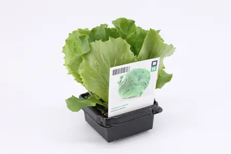 (07) BIO SLA, IJSBERGSLA GROEN