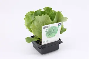 (07) BIO SLA, IJSBERGSLA GROEN