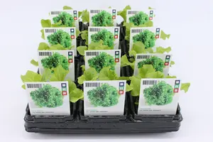 (07) BIO SLA, LOLLO BIONDA