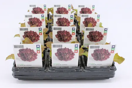 (07) BIO SLA, LOLLO ROSSA