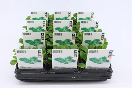 (07) BIO SLA, VELDSLA