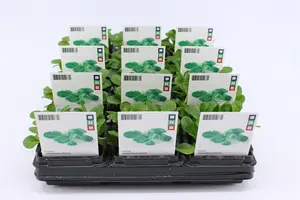 (07) BIO SLA, VELDSLA