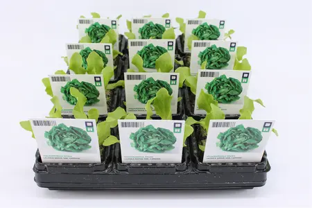 Sla, Vollegrond Groen (Bio)