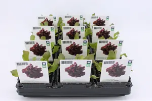 Sla, Vollegrond Rood (Bio)