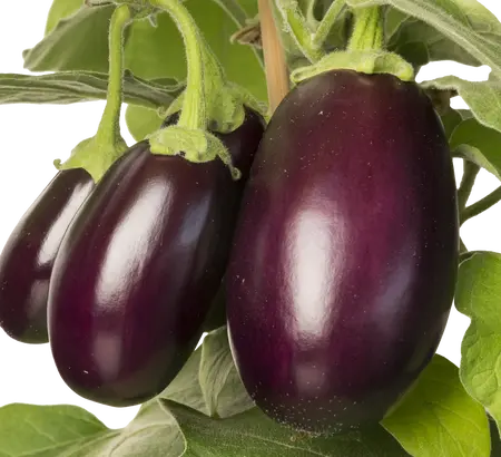 Pick-&-joy® aubergine, 50-60 cm p14 - afbeelding 2