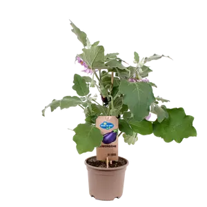 Pick-&-joy® aubergine, 50-60 cm p14