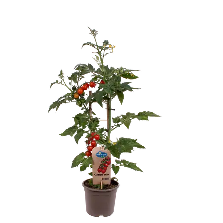 Pick-&-joy® candytom rood, 50 cm p14 - afbeelding 1