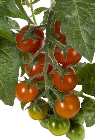 Pick-&-joy® candytom rood, 50 cm p14 - afbeelding 2