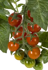 Pick-&-joy® candytom rood, 50 cm p14 - afbeelding 2