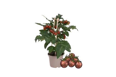 Pick-&-joy® cherrytomaat bruin, 40 cm p14