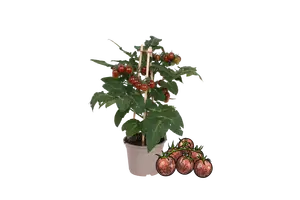 Pick-&-joy® cherrytomaat bruin, 40 cm p14