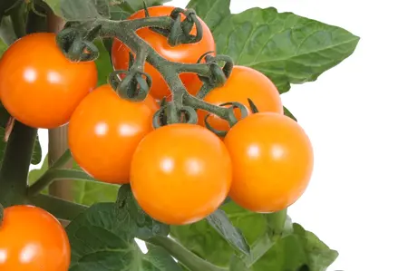 Pick-&-joy® cherrytomaat oranje, 40 cm p14 - afbeelding 2